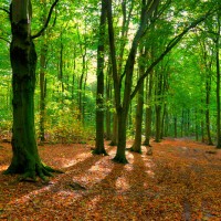 Het Robbenoordbos en het Dijkgatbos is een bos ten noorden van Wieringerwerf en ten zuiden van Den Oever, dit prachtige bos van 600 hectare heerlijk beschut wandelterrein ligt op nog geen 5 minuten fietsen van de vakantiewoningen.