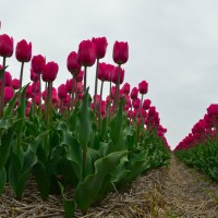 De grootste bloembollenvelden zijn in het voorjaar te zien in de omgeving Breezand, Anna Paulowna en omgeving Zijpe.  Zijpe is bekend om het item “bloeiendzijpe”, Breezand begint al begin maart met de “lente tuin”. Tevens zijn  Breezand en Anna Paulowna bekend door de “bloemendagen”