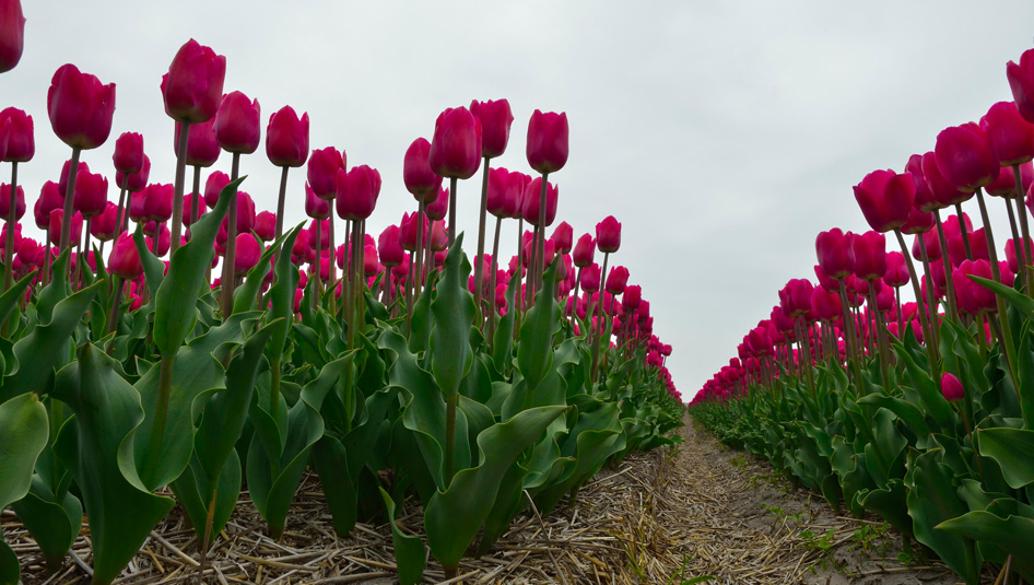 De grootste bloembollenvelden zijn in het voorjaar te zien in de omgeving Breezand, Anna Paulowna en omgeving Zijpe.  Zijpe is bekend om het item “bloeiendzijpe”, Breezand begint al begin maart met de “lente tuin”. Tevens zijn  Breezand en Anna Paulowna bekend door de “bloemendagen”