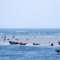 Een adembenemend gezicht!. U kunt deze zeehonden in hun natuurlijke omgeving bekijken vanuit rondvaart tochten die vertrekken vanaf de haven van Den Oever.