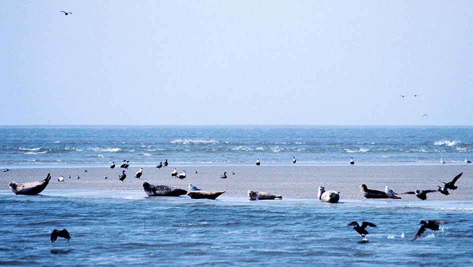 Een adembenemend gezicht!. U kunt deze zeehonden in hun natuurlijke omgeving bekijken vanuit rondvaart tochten die vertrekken vanaf de haven van Den Oever.